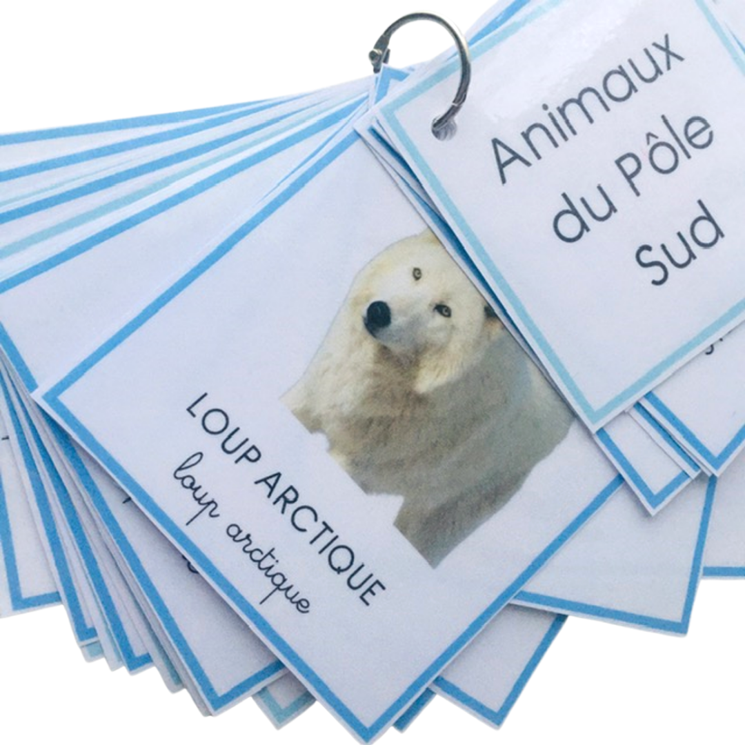 Les animaux du froid